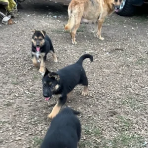 4 German Shepherd Pups - Image 5