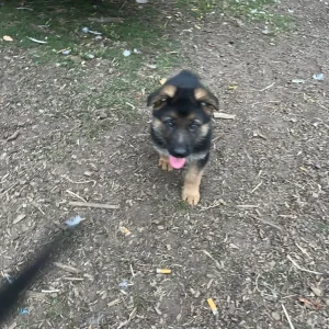 4 German Shepherd Pups - Image 6
