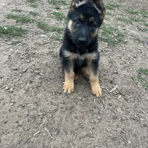 4 German Shepherd Pups