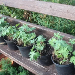 Large Pots of Garden Geranium with Bright Pink Flowers - Image 3