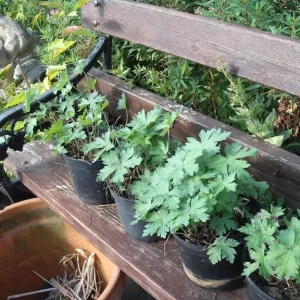 Large Pots of Garden Geranium with Bright Pink Flowers - Image 4