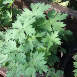 Large Pots of Garden Geranium with Bright Pink Flowers - Image 5