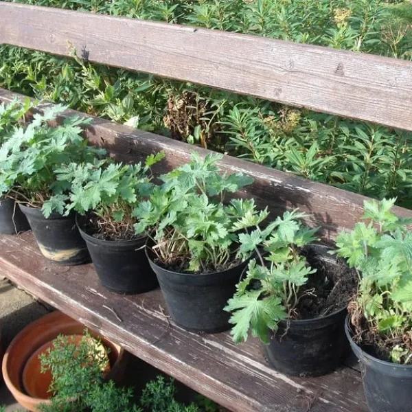 Large Pots of Garden Geranium with Bright Pink Flowers