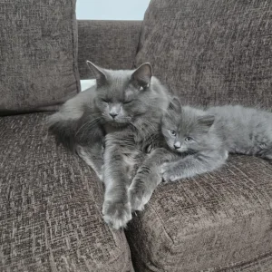 Kittens - Image 2