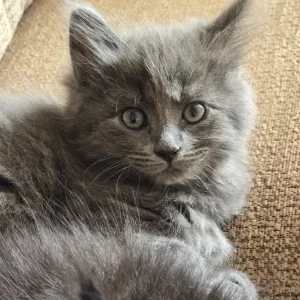 Kittens - Image 3