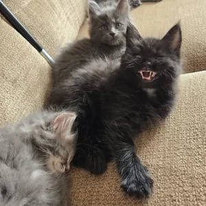 Kittens - Image 4