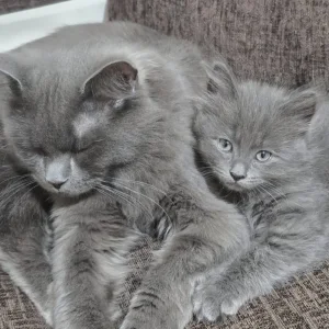 Kittens - Image 5