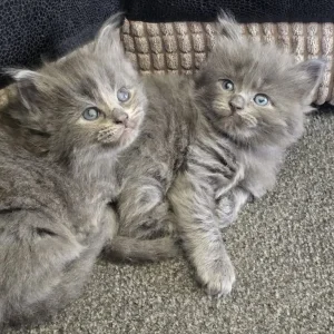 Kittens - Image 6