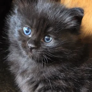 Kittens - Image 7