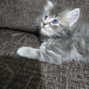Kittens - Image 8