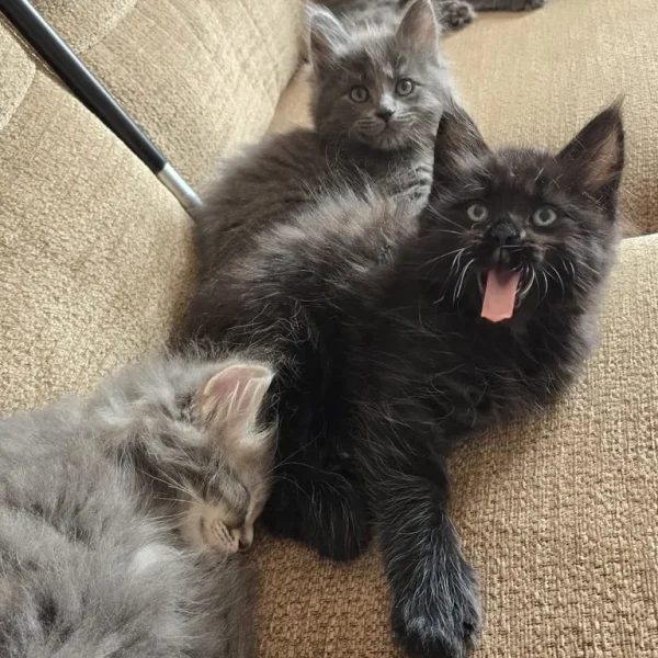 Kittens