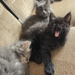 Kittens