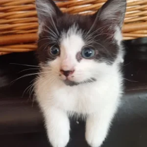 2 kittens available - Image 2