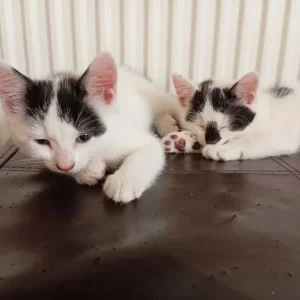 2 kittens available - Image 3