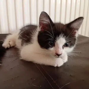 2 kittens available - Image 4