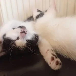 2 kittens available - Image 5