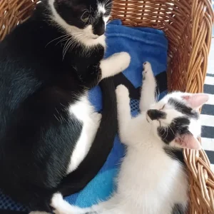 2 kittens available - Image 6