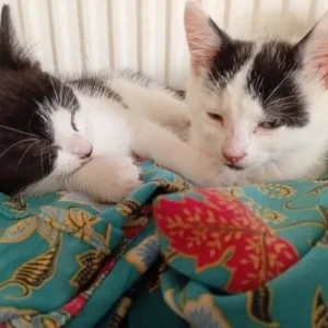 2 kittens available - Image 7