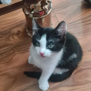 1 black and white male kitten - Image 2