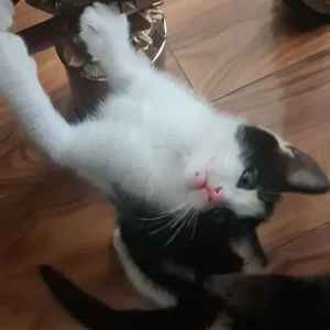 1 black and white male kitten - Image 3