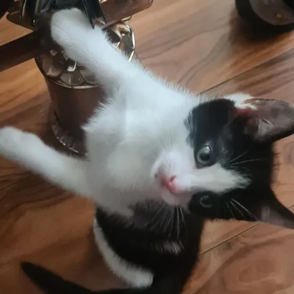 1 black and white male kitten