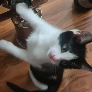 1 black and white male kitten