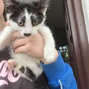 2 black and white kittens, 12 weeks old - Image 2