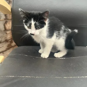 2 black and white kittens, 12 weeks old - Image 3