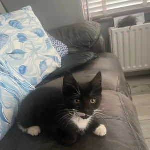 2 black and white kittens, 12 weeks old - Image 4