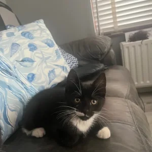 2 black and white kittens, 12 weeks old - Image 5