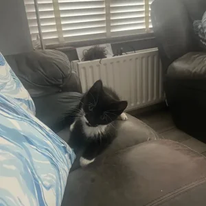 2 black and white kittens, 12 weeks old - Image 6