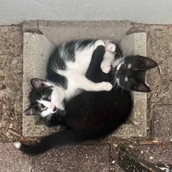 2 black and white kittens, 12 weeks old