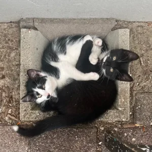 2 black and white kittens, 12 weeks old