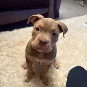 Pocket Bully Puppy - Image 2