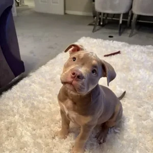 Pocket Bully Puppy - Image 3
