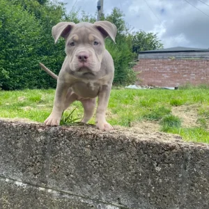 Pocket Bully Puppy - Image 4