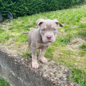 Pocket Bully Puppy - Image 5