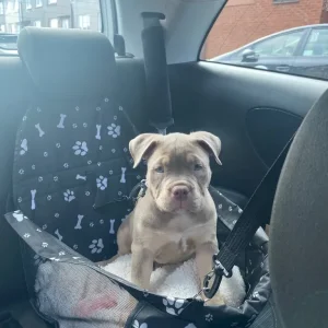 Pocket Bully Puppy - Image 6
