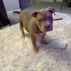 Pocket Bully Puppy
