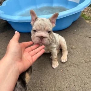 5 female French bulldog puppies - Image 2