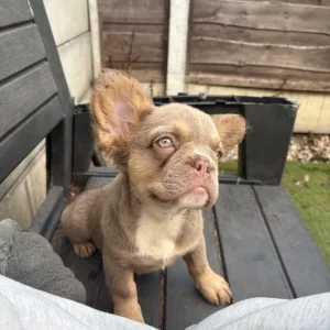 5 female French bulldog puppies - Image 3