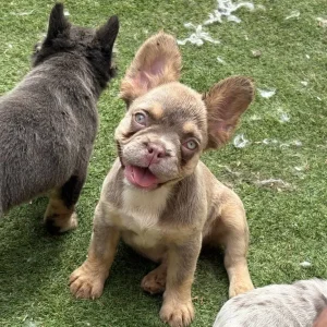 5 female French bulldog puppies - Image 4