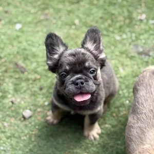 5 female French bulldog puppies - Image 5