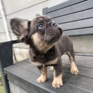 5 female French bulldog puppies - Image 6