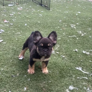 5 female French bulldog puppies - Image 7