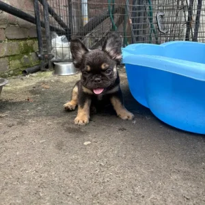5 female French bulldog puppies - Image 8