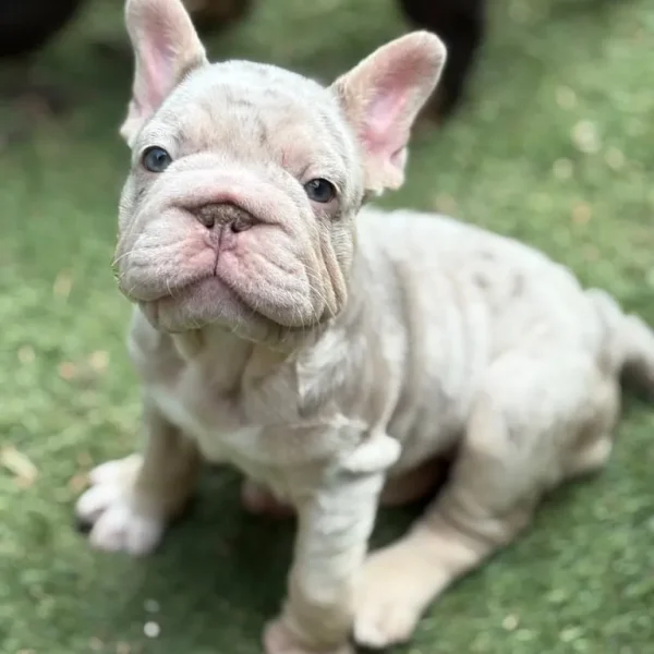 5 female French bulldog puppies