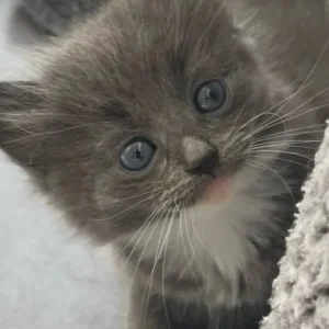 British blue cross maincoon kittens - Image 2