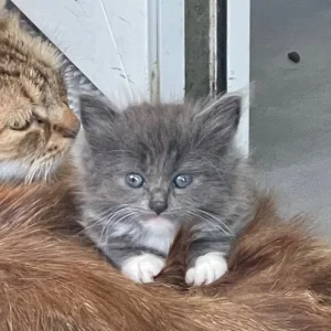 British blue cross maincoon kittens - Image 3