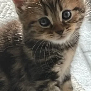 British blue cross maincoon kittens - Image 5